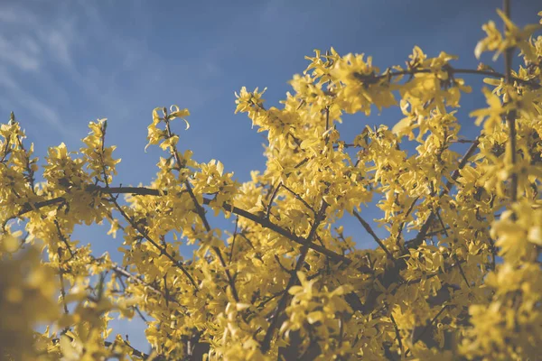 Flores Amarelas Forsythia Sobre Céu Azul Claro Durante Dia Ensolarado — Fotografia de Stock