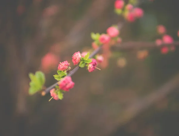春の時期のプルヌス トリボバの芽の詳細 — ストック写真