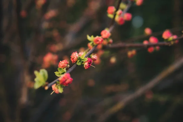 春の時期のプルヌス トリボバの芽の詳細 — ストック写真