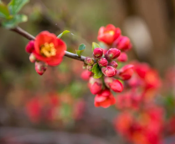 春の間のキンセンスプラントの赤い花の詳細 — ストック写真