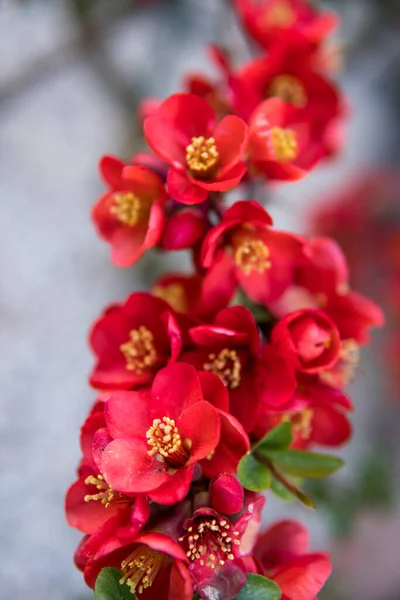 Detalj Röda Blommor Kvitten Växt Vårsäsongen — Stockfoto