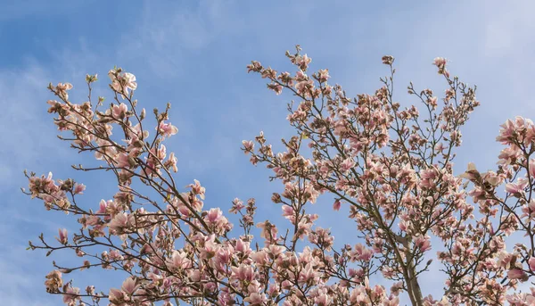 春初阳光明媚的日子里 木兰花在树上盛开 — 图库照片