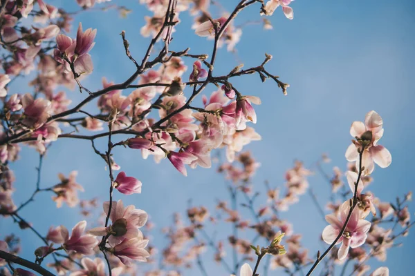 Güneşli Bir Baharın Başlangıcında Ağaçta Büyüyen Manolya Çiçekleri — Stok fotoğraf