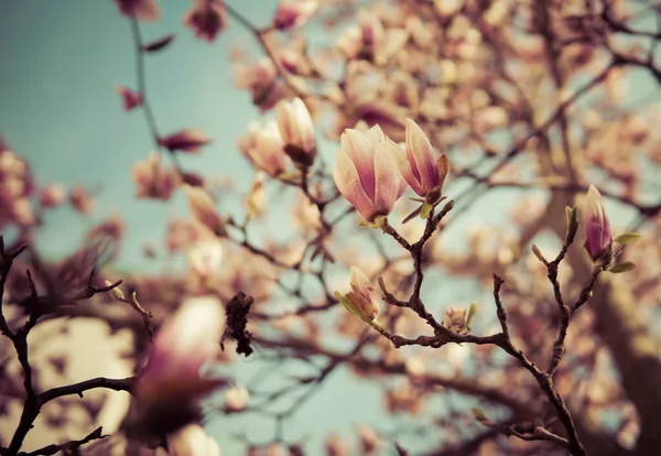 Güneşli Bir Baharın Başlangıcında Ağaçta Büyüyen Manolya Çiçekleri — Stok fotoğraf