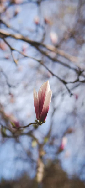 春の初めの晴れた日に木の上に咲くマグノリアの花 — ストック写真