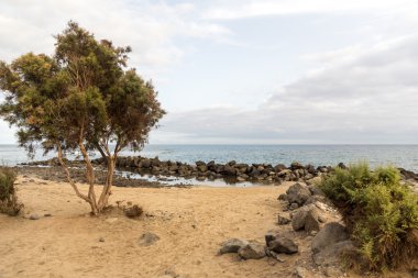 Bir ağaç ile Seascape