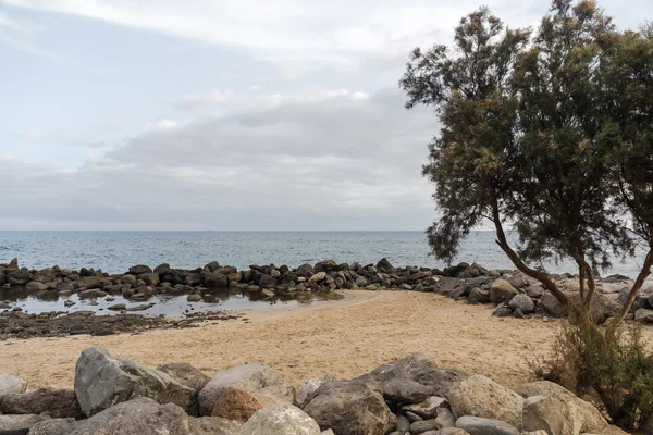 Paisaje marino con un árbol — Foto de Stock