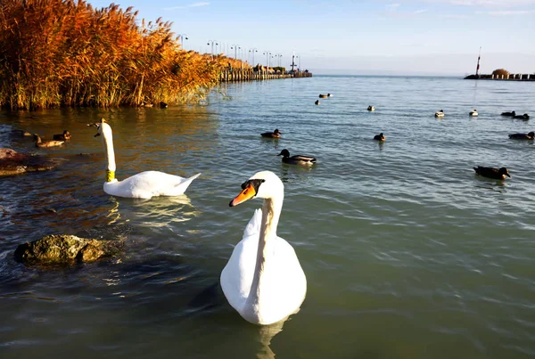 Swnas at Lake Balaton , Hungary — Stock Photo, Image