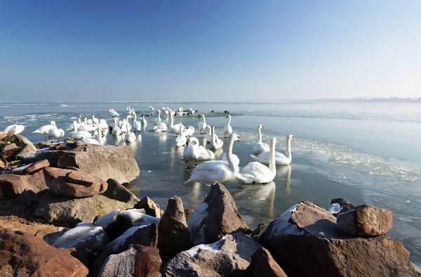 Kuğular Balaton Gölü üzerinde kış zamanında — Stok fotoğraf