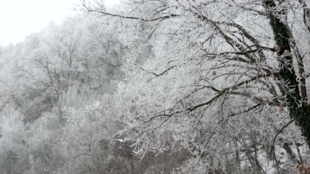 Detail van bevroren bos op Badacsony, Hongarije — Stockvideo