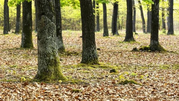 Forêt verte au printemps — Photo