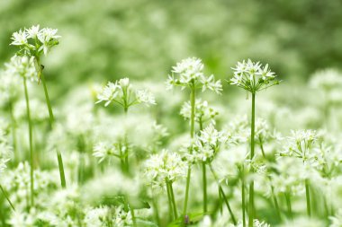 Bahar zaman ormanda vahşi taze ve olgun ramsons