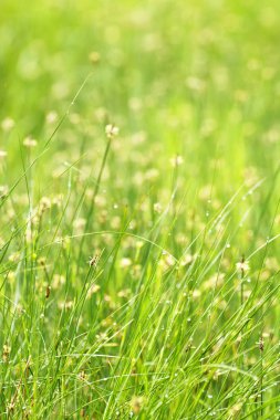 Saz (Carex stenophylla) orman 