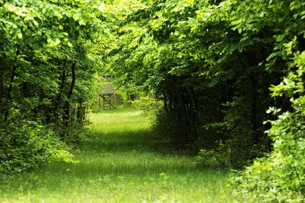 Groene bossen in het voorjaar — Stockfoto