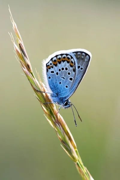 Bella farfalla macro — Foto Stock