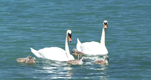 Família Cisne no Lago Balaton, Hungria — Fotografia de Stock