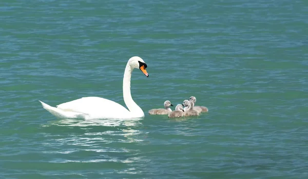 Swan family at Lake Balaton — Stock Photo, Image