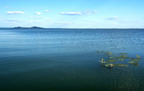 Nuphar variegata ((Nuphar lutea), φύλλα καρδιόσχημα στη λίμνη Μπάλατον, Ουγγαρία — Φωτογραφία Αρχείου