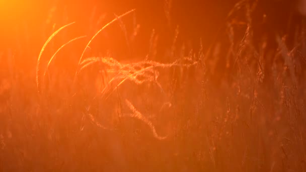 Όμορφη stipa στο φως του ηλιοβασιλέματος — Αρχείο Βίντεο