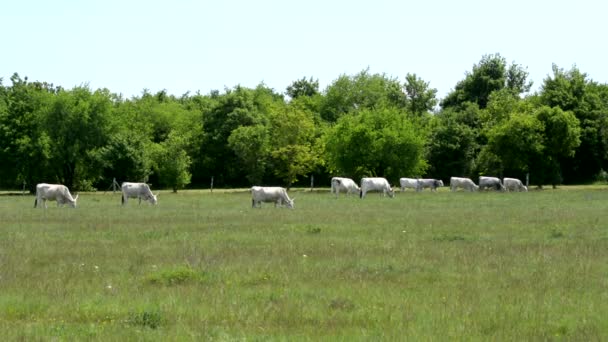 Угорська-сірий великої рогатої худоби — стокове відео