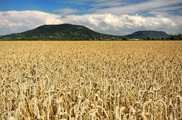 Cereal field in summer time — Stock Photo, Image