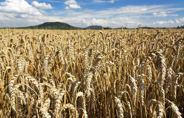 夏には穀物のフィールド — ストック写真