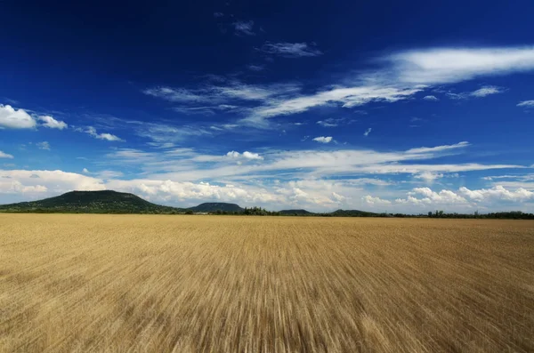 Fast motion over the wheat field in summer time — Stock Photo, Image