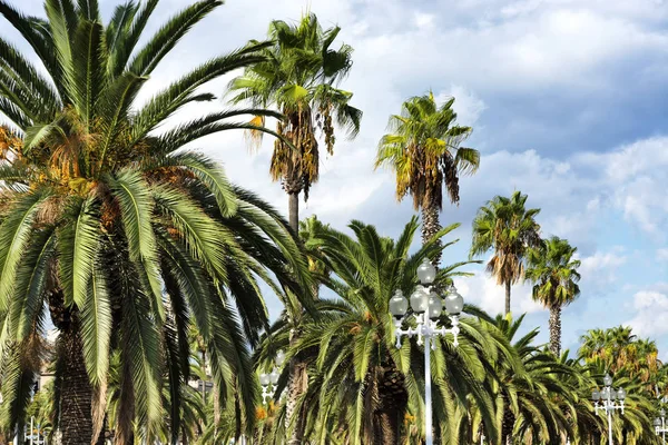 Sahilde palmiye ağaçları