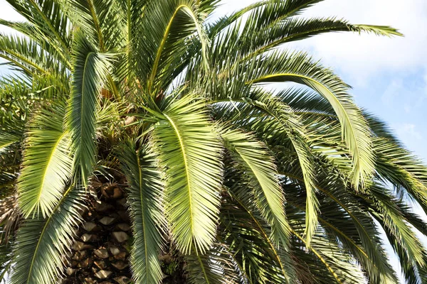 plajda palmiye ağacı