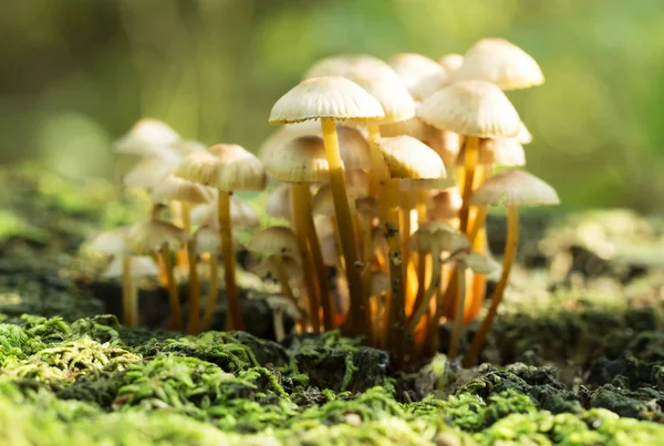 Sonbahar ormanında mantar. 