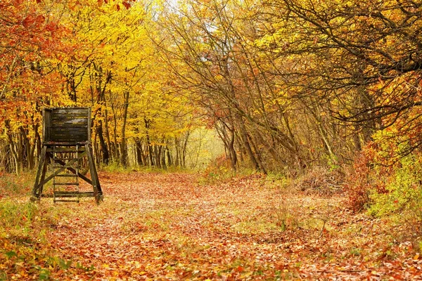 Prachtige herfst bos in november, Hongarije — Stockfoto