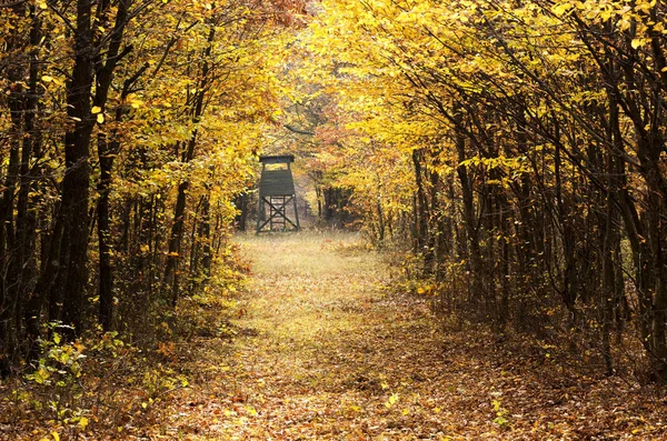 11 月のビューティフィル秋の森 — ストック写真