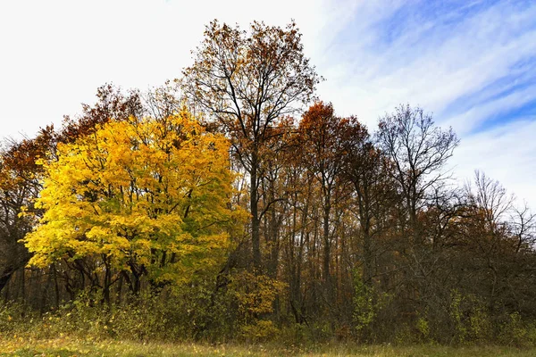 Hermoso bosque de otoño en noviembre, Hungría — Foto de Stock