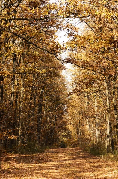 Hermoso bosque de otoño en noviembre, Hungría — Foto de Stock