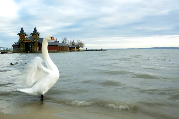 Cisne Lago Balaton Hungría — Foto de Stock
