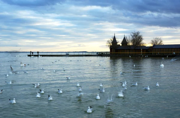 Aves Lago Balaton Hungria — Fotografia de Stock