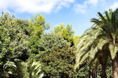 İspanya Akdeniz bitki örtüsü