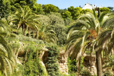 İspanya Akdeniz bitki örtüsü