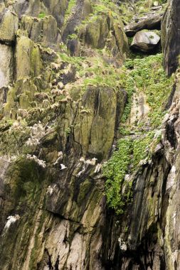 Skellig Michael, İrlanda jeolojik oluşumu