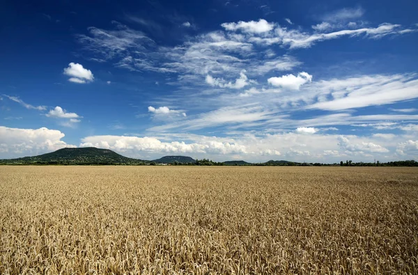 Yaz Saati Macaristan Tahıl — Stok fotoğraf