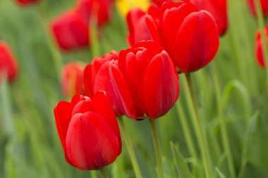 Lale bahar zamanında