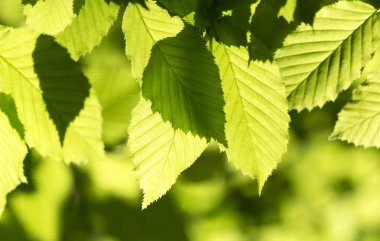 yeşil yaprakları ilkbaharda