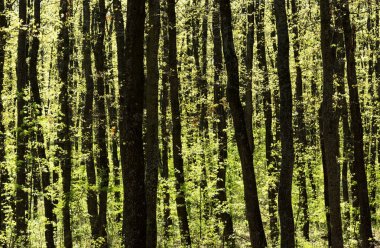 Orman ayrıntılı olarak bahar