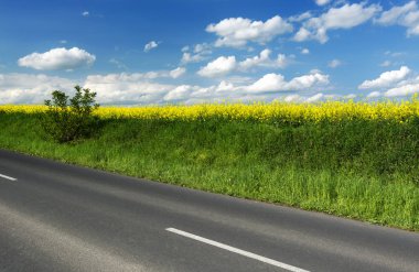 Kanola alanının yanındaki ana yol