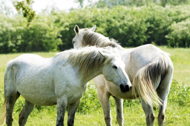 Beyaz at üzerinde çayır
