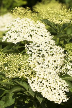 Yaz aylarında elderflower