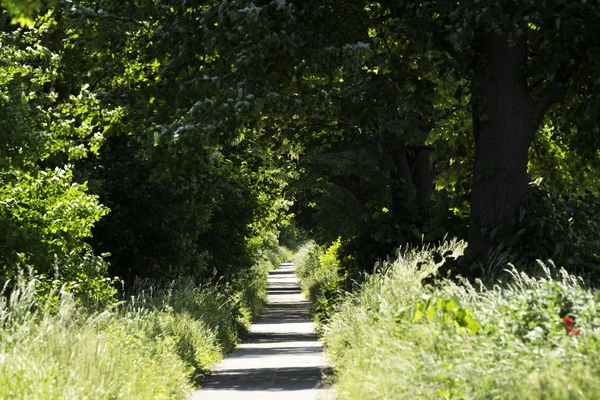 Cykel Vägen Vid Sjön Balaton Ungern — Stockfoto