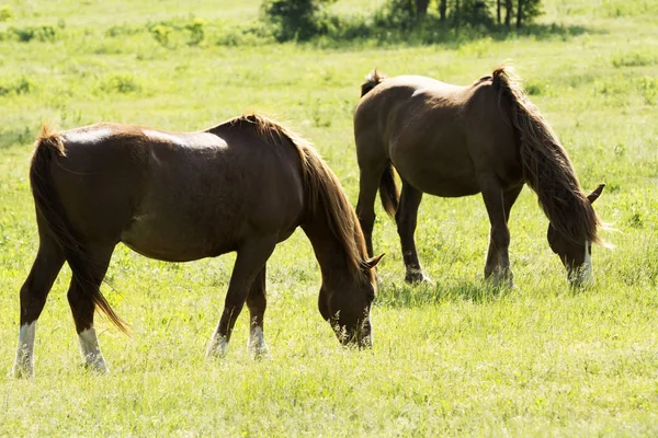 Horses Grazing Green Meadow — Stock Photo, Image