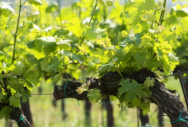 Grapevine Springtime Hungary — Stock Photo, Image