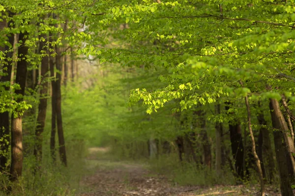 Grön Skog Våren — Stockfoto